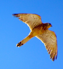 Falco naumanni