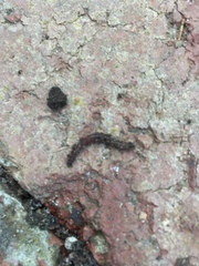 Lumbricus terrestris