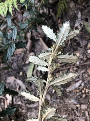 Olearia myrsinoides