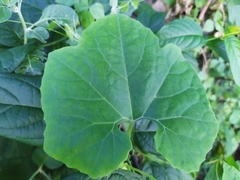 Luffa acutangula