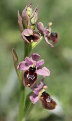 Ophrys