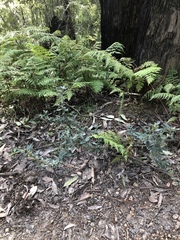 Olearia myrsinoides