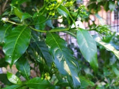 Tabernaemontana divaricata