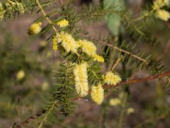 Acacia verticillata verticillata