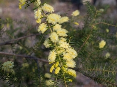 Acacia verticillata verticillata