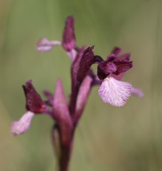 Anacamptis papilionacea