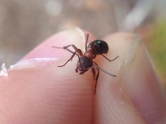 Formica sanguinea