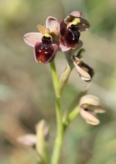Ophrys