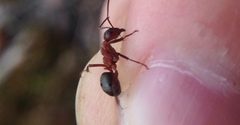 Formica sanguinea