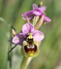 Ophrys tenthredinifera neglecta