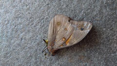 Brassolis sophorae