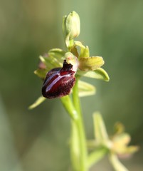 Ophrys