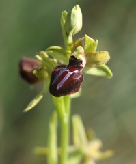 Ophrys