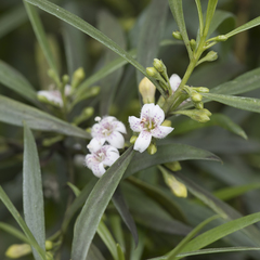 Myoporum montanum
