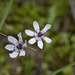 Wurmbea biglandulosa flindersica - Photo (c) Kym Nicolson, algunos derechos reservados (CC BY), uploaded by Kym Nicolson