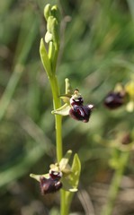 Ophrys sphegodes atrata