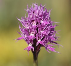 Orchis italica