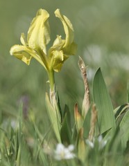 Iris pseudopumila