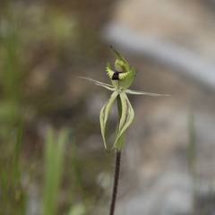 Caladenia toxochila
