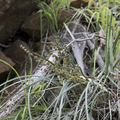 Lomandra multiflora dura