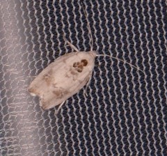 Antaeotricha