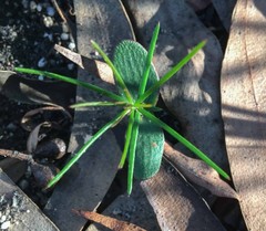 Hakea macraeana