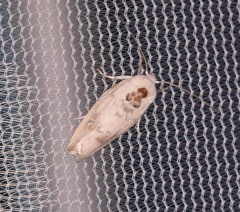 Antaeotricha