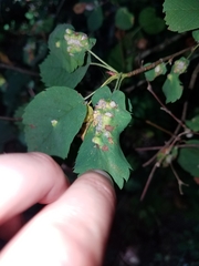 Blaesodiplosis canadensis