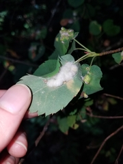 Blaesodiplosis canadensis