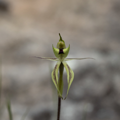 Caladenia toxochila