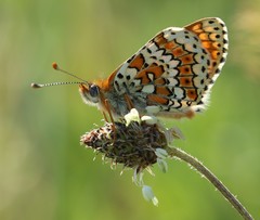 Melitaea cinxia