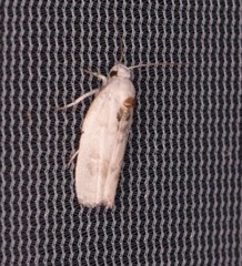 Antaeotricha