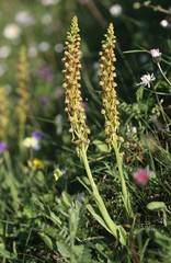 Orchis anthropophora