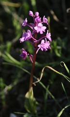 Orchis quadripunctata
