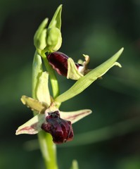 Ophrys sphegodes passionis