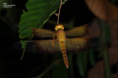 Camacinia gigantea
