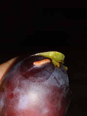 Grapholita funebrana