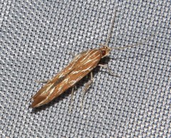 Pyroderces argyrogrammos