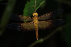 Camacinia gigantea