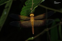 Camacinia gigantea
