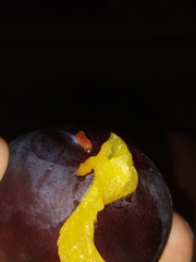 Grapholita funebrana