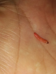 Grapholita funebrana