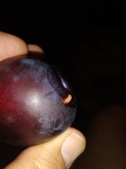 Grapholita funebrana