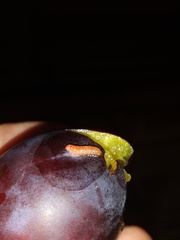 Grapholita funebrana