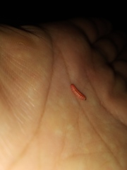 Grapholita funebrana