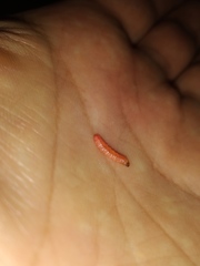 Grapholita funebrana