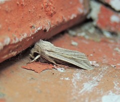 Mythimna riparia