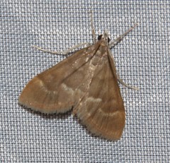 Ecpyrrhorrhoe diffusalis