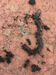 Lumbricus terrestris