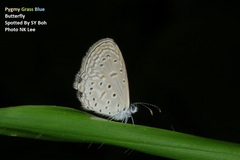 Zizula hylax pygmaea